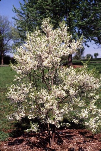 Xanthoceras sorbifolia - , 10
