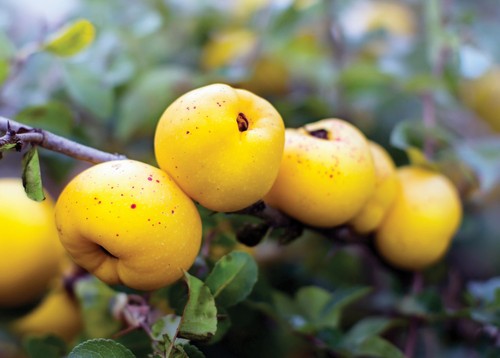 Chaenomeles japonica samen - 20,