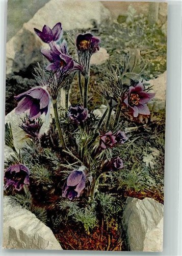 39612434 pulsatilla vulgaris - 39612434,