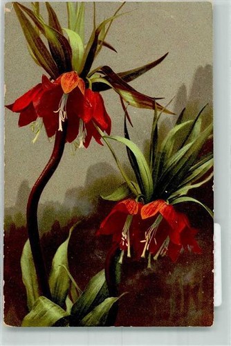 39800296 kaiserkrone - -,