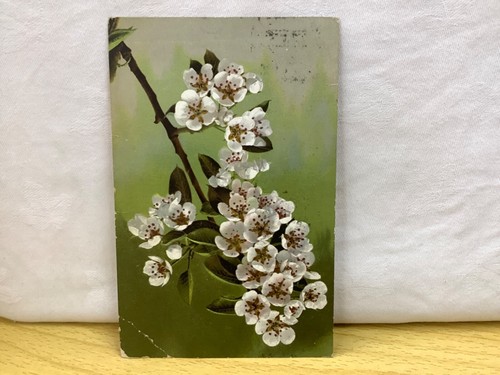Baumblüte postkarte - baumblüte,,