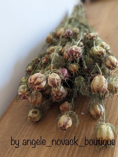 Stiele getrocknete nigella - getrocknete,