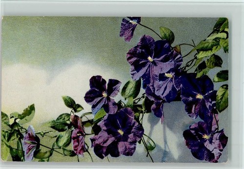 Photochromie blumenk serie z - blumenk.,