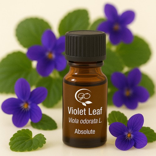 Veilchenblatt absolute pure - absolute,
