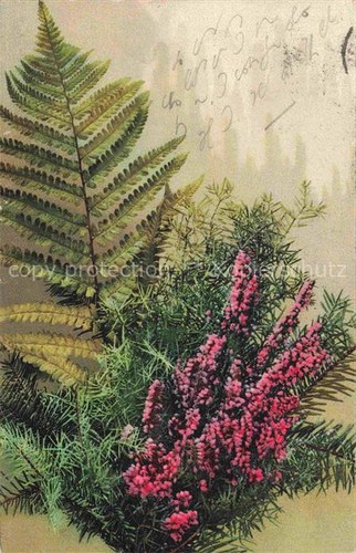 Photochromie verlag - photochromie,