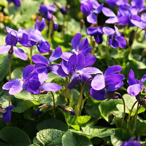 Viola odorata königin - viola,