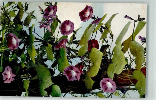 39613226 blumenk serie z - 39613226, blumenk.serie