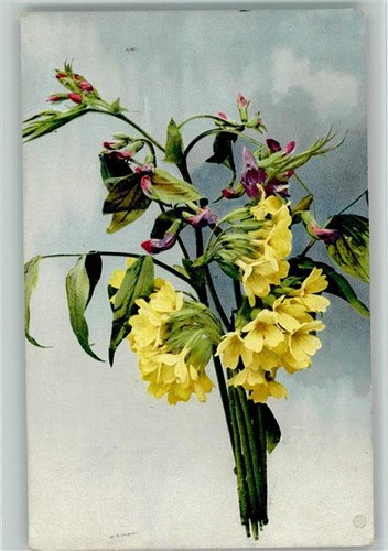 10551876 blumenk serie u - serie,