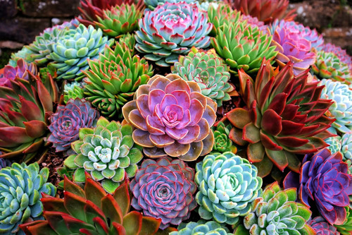 Echeveria gemischte - x,
