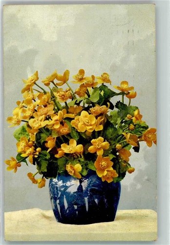 39612504 sumpfdotterblumen - -,